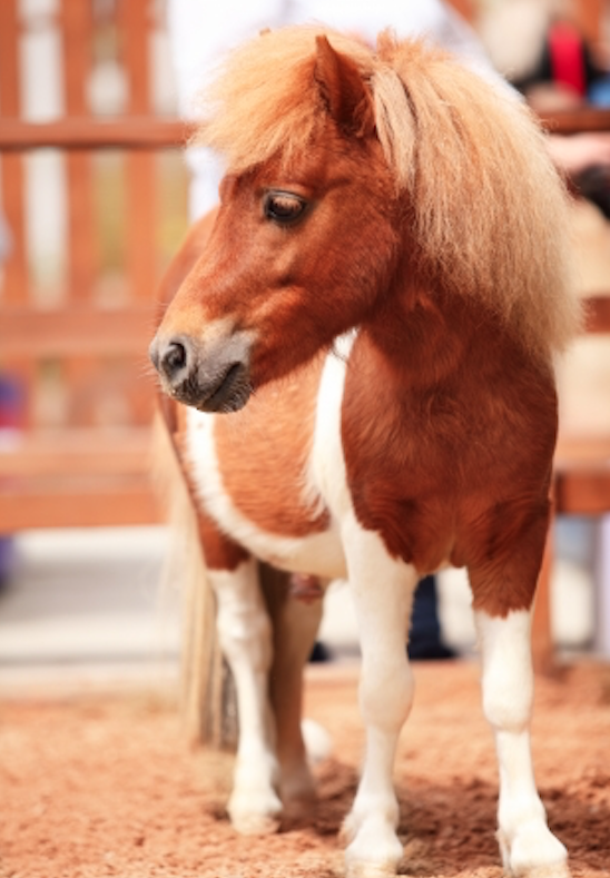 PONEY(ポニー)|驚異のポイントサイトと登録方法の解説